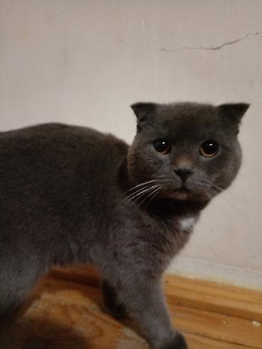 pişik sortu: Şotland, Erkək — 2