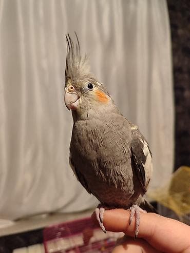 Karella satılır 6 ayın içindədir tam ələ çiyinə rahat gəlir başın