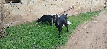 saanen keci: Şəkildə iki baş heyvan görünür: biri iri, qulaqları uzun sallanan — 1