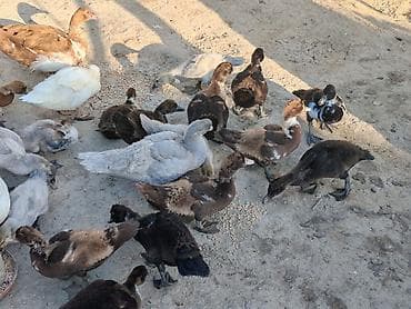 ruan ordek: Krasnadar zumrut lavanda sağlam ballardir qiymət boyuklerle — 3