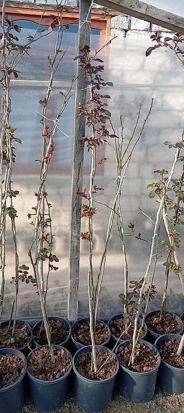 Məhsul: Dırmaşan/kolgötürən gül (sarmaşıq qızılgül) şitilləri – qabda