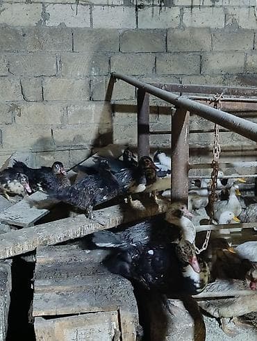 ordek yumurtası: Muscovy (indo) ördəkləri satılır – müxtəlif rənglərdə (qara, ağ-qara — 4