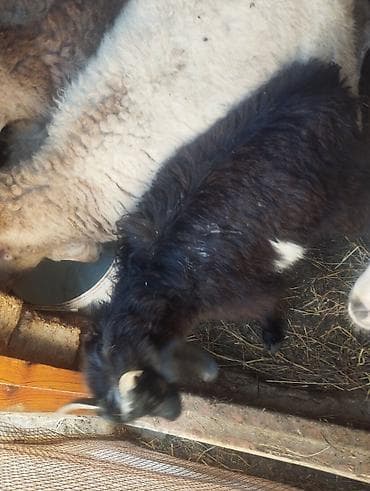 sani kecileri: Qara-ağ rəngdə iki baş keçi satılır. Xüsusiyyətlər: - Cins: yerli — 2