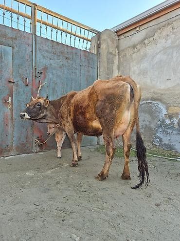 en cox sud veren inekler: 13. 14 litir süd verir 3 qarına doğub 8 gündü doğub balası erkəydi — 3