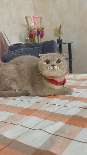 pisi: Şotland yastı qulaq, Yaxşı əllərə — 2