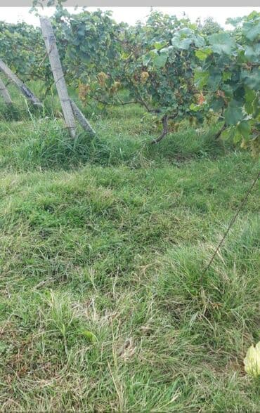 Çəngəllər: Üzüm bağı – ağ şərablıq/şirəlik sort Qazax Rayonu Hüseyinbəyli kəndi — 3