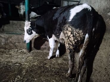 Dana, buzov: Dana, buzov, Dişi, ay: 1, Damazlıq — 4