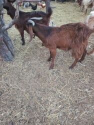 ördək ətinin qiyməti: Biri Hələb o biri hələb qarışıq təkələr satılır 9 aylıqdı, Ağdaş — 2