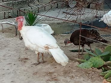it ucuz: Dişi, Ətlik — 5