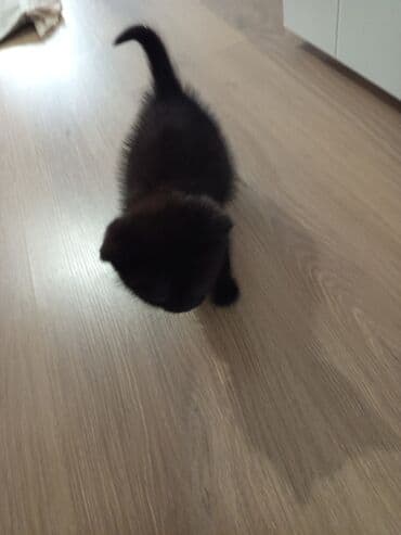 Britan, Dişi, Ödənişli çatdırılma — 2