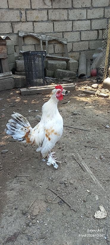 barter toyug: Toyuq, Damazlıq — 1