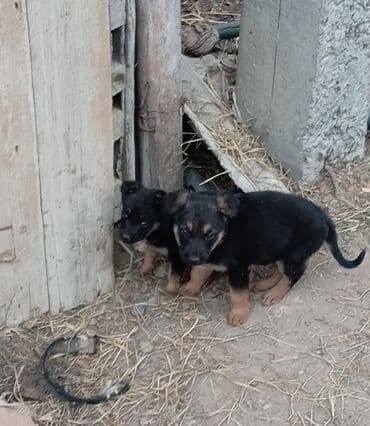 мальтипу купить в баку: Немецкая овчарка, 2 месяца, Самец, Самовывоз — 3