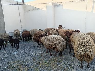 alman qurdu it: Dişi, Qala, il: 1, 50 kq, Damazlıq, Ünvandan götürmə — 1