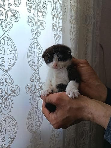 Yaxşı əllərə, Ünvandan götürmə