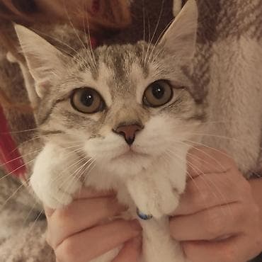 sinsila pisik: Sevimli ev pişiyi – boz-ağ qabarıq zolaqlı tüklər, iri ifadəli gözlər — 2