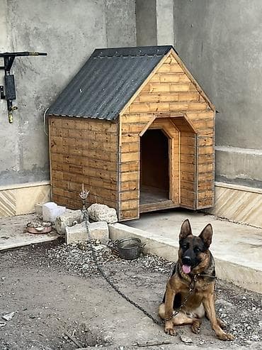 dağıstan iti: Taxta it evi ve temiz nemes avcarkasi(1,5 yas) qiymet razilasma — 1