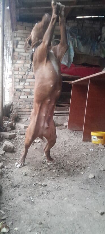 Pitbul, 6 ay, Erkek, Ünvandan götürmə