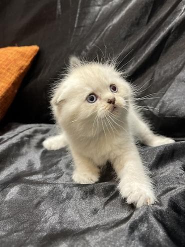 pişik sumkası: Şotland — 8