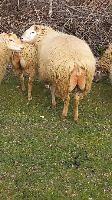 Зоотовары: Самец, лет: 2, 75 кг, Для разведения, Для мяса, Самовывоз — 5