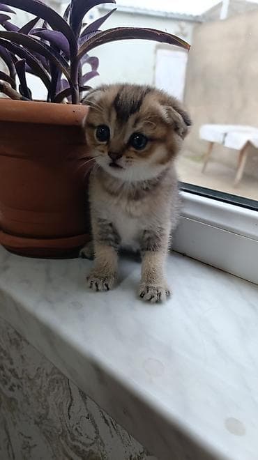 Şotland yastı qulaq