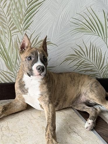 tap az xaski: Pitbul, 3 ay, Dişi, Peyvəndli — 4