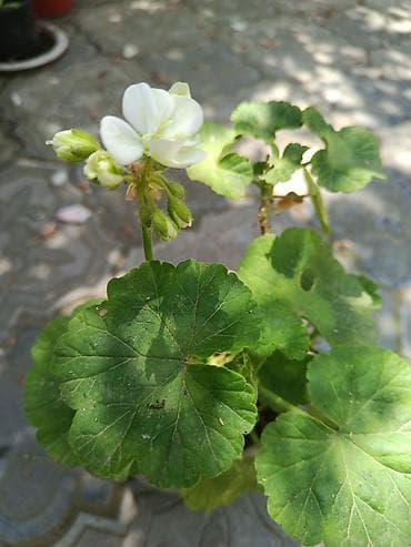 Pelargonium (qızılqabaq/geranium) saksı gülləri 4 AZN, geranlar 3 azn — 3