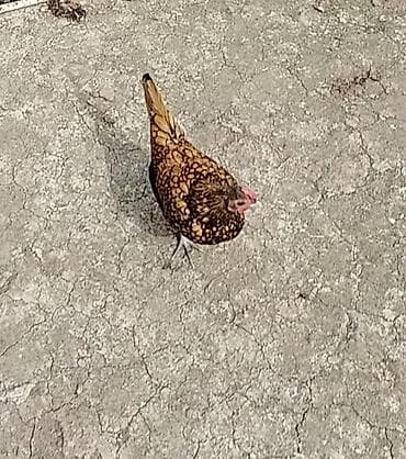 cins inəklərin satışı: Toyuq, Yumurtalıq — 7