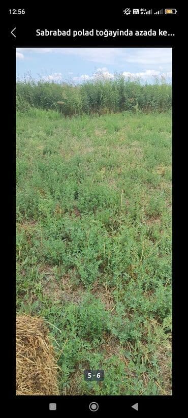 turkanda bag evi: 800 sot, Kənd təsərrüfatı, Kupça (Çıxarış) — 3