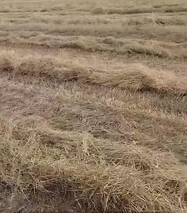 Təzə keyfiyyətli ot presi satılır Yeni biçilib, preslənib yağış