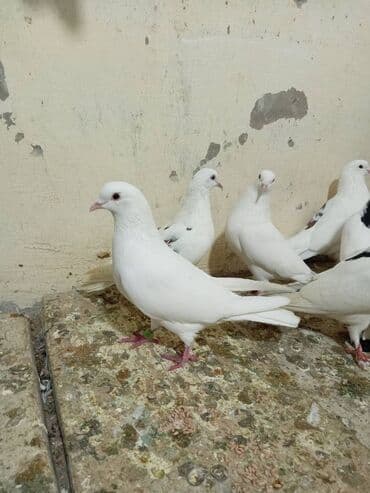 Попугаи: Salam aleykum 5 manatdan 10 manata kimi quslar kürdəxanı da di Vatsapa — 5