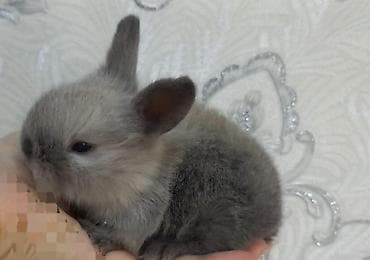 cins heyvanlar: Cins boyumeyen dovşan balalari. Tek ve top satilir. Çatdirma metro ve — 10