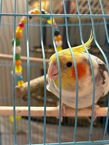 tetra quşu: KORELLApapuqay (cockatiel) – sarı tüklü haşiyə, yanaqlarda narıncı — 3