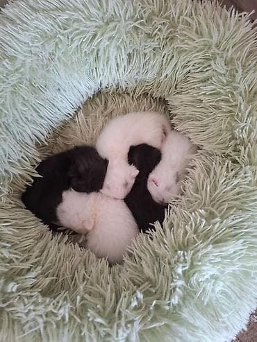 pişik yuvası: Ev pişiyi – balalarla - Ana pişik: qar kimi ağ tüklü, qısa tüklü — 3