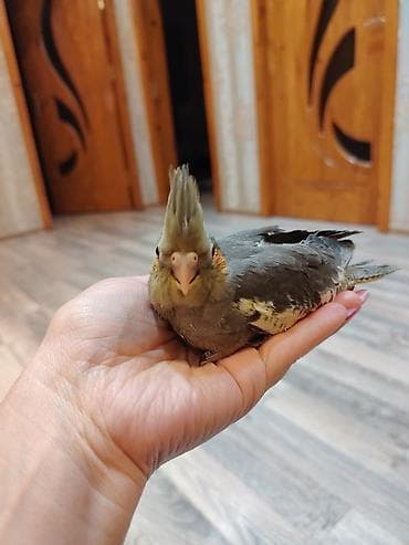 balonka it satilir: Nimfa papuqayı (Cockatiel) – əllə böyüdülmüş, insanla ünsiyyətə açıq — 2