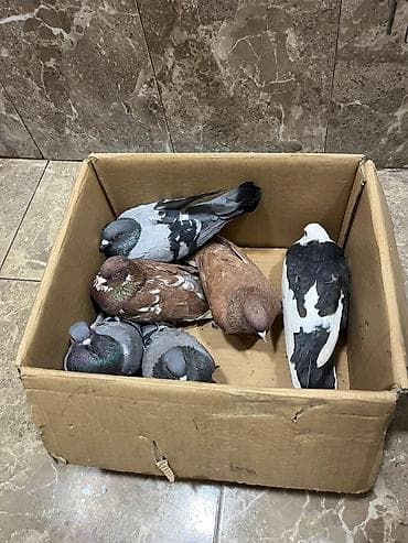 goyərcin satışı: 6 ədəd tutulma göyərçinlər tam sağlamdılar.təcili satılır qiymət 6 — 4