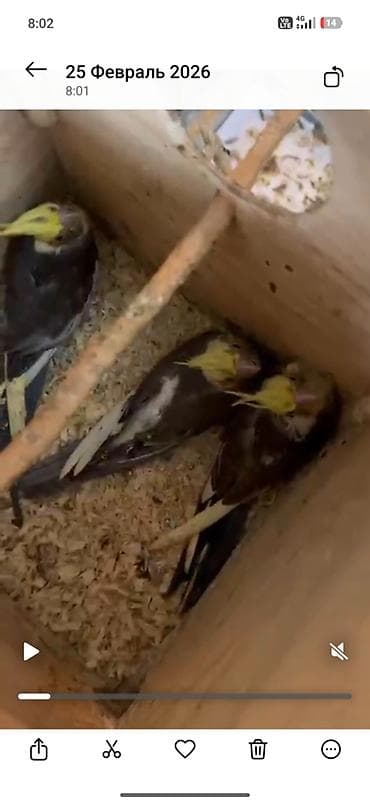 Gəmiricilər: Dişi erkek korella baladi ele öyrətmək danışdırmaq olar yeme düşüb — 1