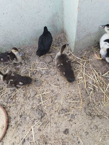 mirvari ordək: Muscovy (hinduşka ördəyi) balaları satılır. Xüsusiyyətlər: - Cins — 1