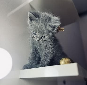 dana heyvan: Britan, Dişi — 4