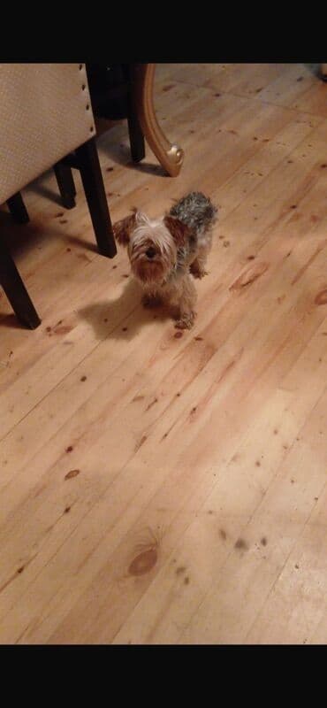 ingilis setteri it cinsinin digər adı: Yorkşir teryer — 4