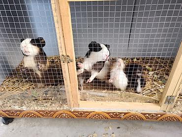 Ev heyvanı – dəniz donuzu (Guinea pig) - Növ: Dəniz donuzu, qısa