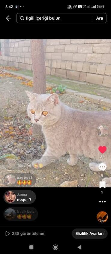 объявление про котят в баку: Шиншилла, Самец, В добрые руки, Самовывоз — 2