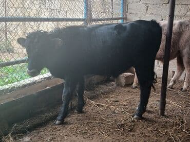 simmental inək cinsi: Məhsul: Dana (gənc iribuynuzlu heyvanlar) Təsvir: - Şəkillərdə bir — 8