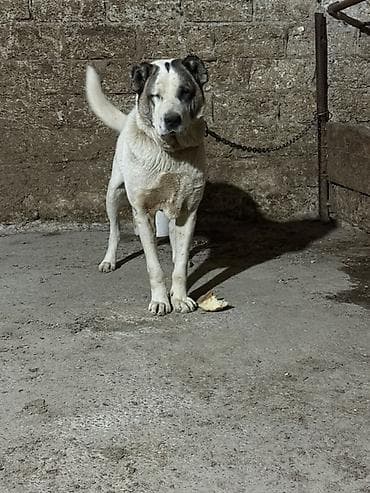 ev iti cinsleri: Alabay, Erkek — 6