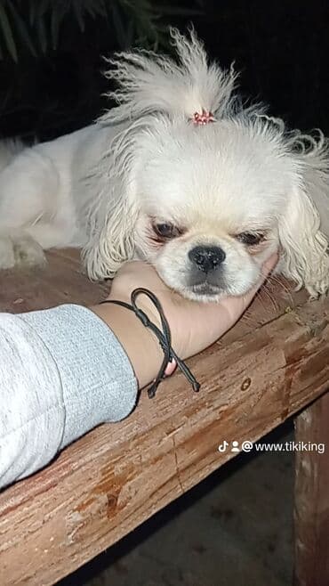 Gəmiricilər: Pekines, 9 ay, Dişi, Peyvəndli, Ödənişli çatdırılma — 3