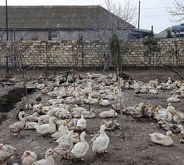 ordek adları: Salam 300 ədəd 6 ayliq pekin ördəyi satilir təcili çox alana endirim — 1