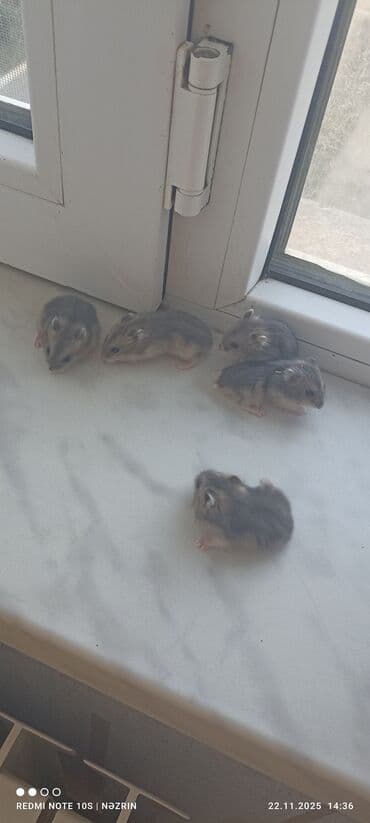 Djungar (cücərti) xamyak balaları - Növ: Djungar xamyakı (cücəboy