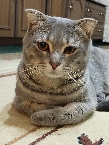 boyumeyen pisik: Şotland yastı qulaq — 8