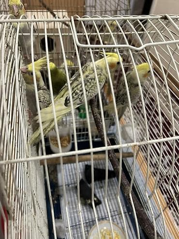 TAM SAĞLAM EV QUŞLARI (KORELLA) 2 AYLIQ BALALARDIR CİDDİ ALICILAR — 2