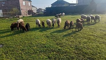 ev heyvanları it: Dişi, il: 1, Damazlıq, Ünvandan götürmə — 1