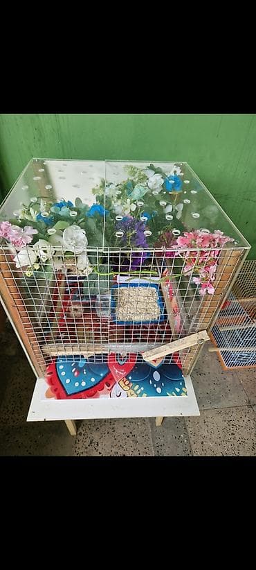 çin bildircini: ÇIN BILDIRCINI YUVA ILE BIRGE SATILIR. UNVAN QARACUXUR 100 MANAT — 2